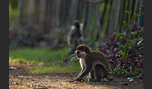 Grüne Meerkatze (Chlorocebus aethiops)