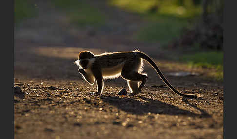 Grüne Meerkatze (Chlorocebus aethiops)