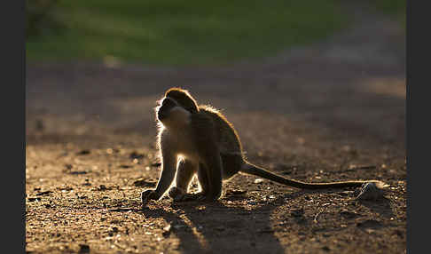 Grüne Meerkatze (Chlorocebus aethiops)