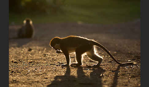 Grüne Meerkatze (Chlorocebus aethiops)