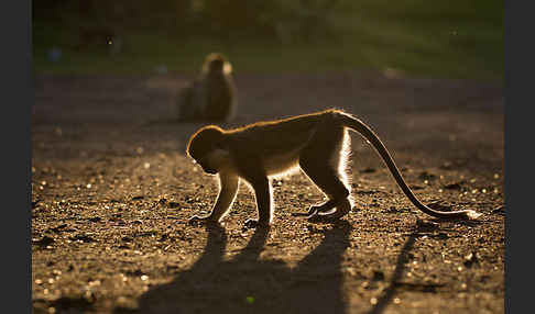 Grüne Meerkatze (Chlorocebus aethiops)