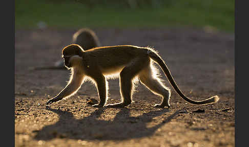 Grüne Meerkatze (Chlorocebus aethiops)