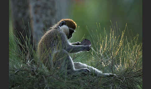 Grüne Meerkatze (Chlorocebus aethiops)