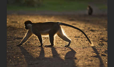 Grüne Meerkatze (Chlorocebus aethiops)