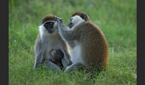 Grüne Meerkatze (Chlorocebus aethiops)