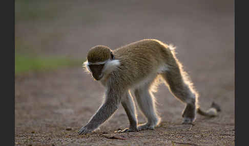 Grüne Meerkatze (Chlorocebus aethiops)