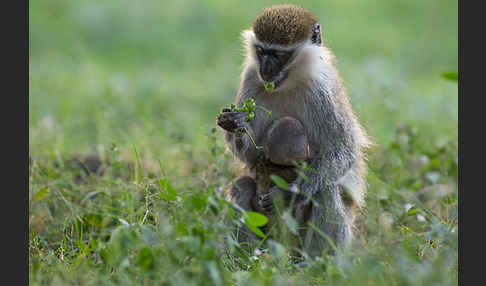 Grüne Meerkatze (Chlorocebus aethiops)