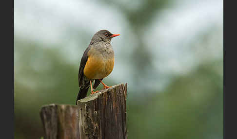 Gmelindrossel (Turdus abyssinicus)