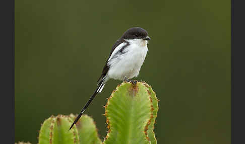 Fiscalwürger (Lanius collaris)