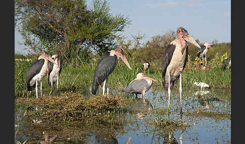 Marabu (Leptoptilos crumiferus)