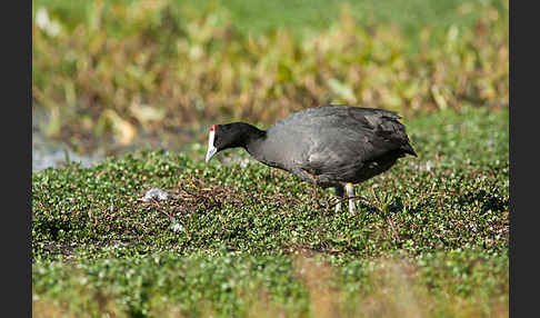 Kammbläßhuhn (Fulica cristata)