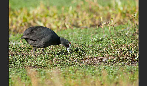 Kammbläßhuhn (Fulica cristata)