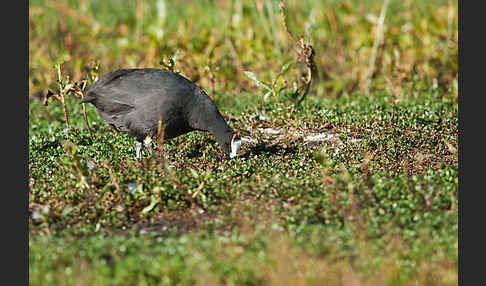 Kammbläßhuhn (Fulica cristata)