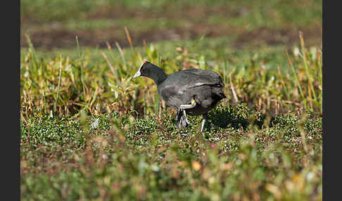 Kammbläßhuhn (Fulica cristata)