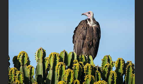 Kappengeier (Necrosyrtes monachus)