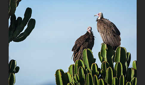 Kappengeier (Necrosyrtes monachus)