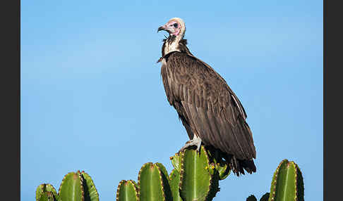 Kappengeier (Necrosyrtes monachus)