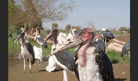 Marabu (Leptoptilos crumiferus)