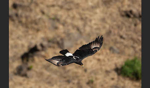 Kaffernadler (Aquila verreauxii)