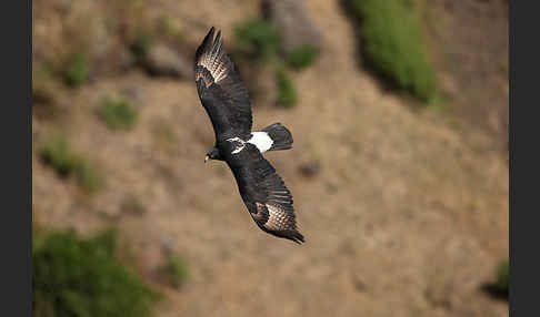 Kaffernadler (Aquila verreauxii)