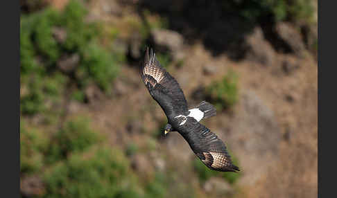 Kaffernadler (Aquila verreauxii)