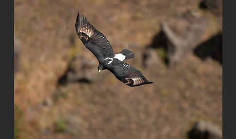 Kaffernadler (Aquila verreauxii)