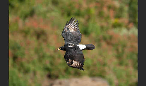 Kaffernadler (Aquila verreauxii)