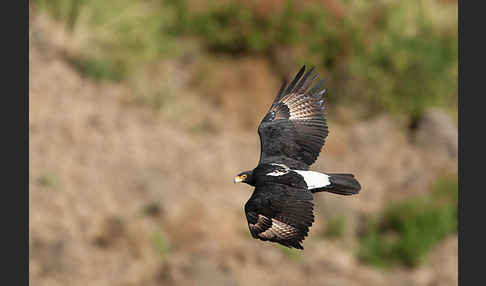 Kaffernadler (Aquila verreauxii)