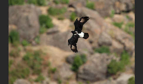 Kaffernadler (Aquila verreauxii)