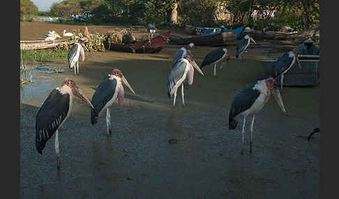 Marabu (Leptoptilos crumiferus)