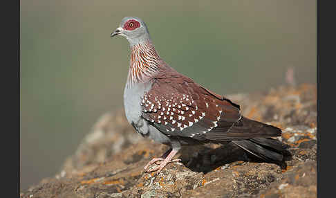 Guineataube (Columba guinea)