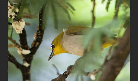 Bergbrillenvogel (Zosterops poliogastrus)