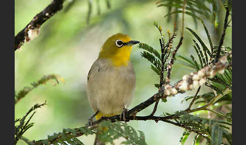 Bergbrillenvogel (Zosterops poliogastrus)