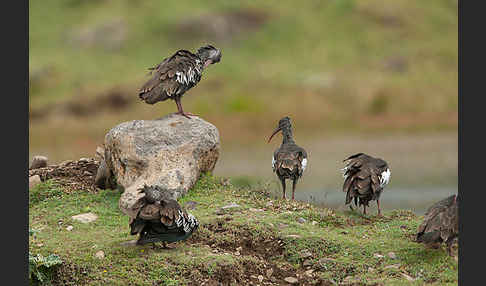 Klunkeribis (Bostrychia carunculata)