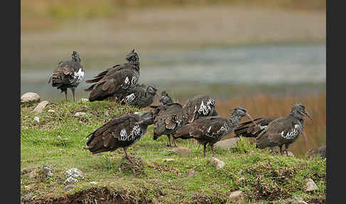 Klunkeribis (Bostrychia carunculata)