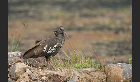 Klunkeribis (Bostrychia carunculata)