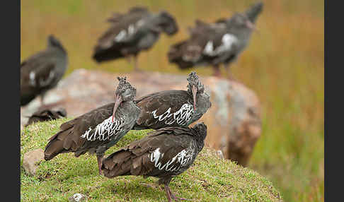 Klunkeribis (Bostrychia carunculata)