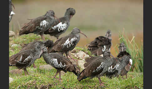 Klunkeribis (Bostrychia carunculata)