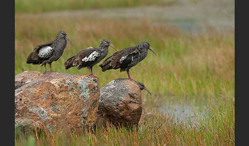 Klunkeribis (Bostrychia carunculata)