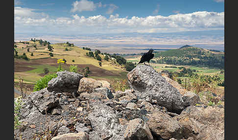 Kapkrähe (Corvus capensis)