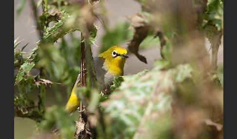 Bergbrillenvogel (Zosterops poliogastrus)