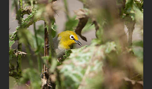 Bergbrillenvogel (Zosterops poliogastrus)