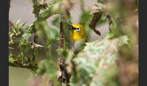 Bergbrillenvogel (Zosterops poliogastrus)