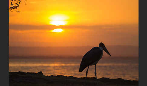 Marabu (Leptoptilos crumiferus)