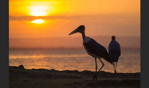 Marabu (Leptoptilos crumiferus)