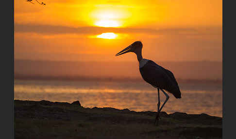 Marabu (Leptoptilos crumiferus)