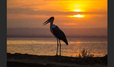 Marabu (Leptoptilos crumiferus)