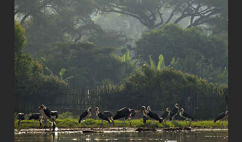 Marabu (Leptoptilos crumiferus)