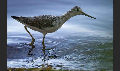 Grünschenkel (Tringa nebularia)