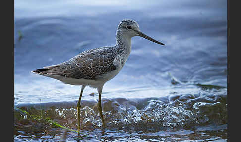 Grünschenkel (Tringa nebularia)